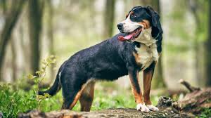 Greater Swiss Mountain Dog Price